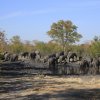 Elefanten, Khwai-Gebiet