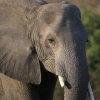 Elefant, Chobe NP