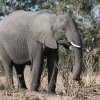 Elefant, Chobe NP