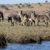 Wasserböcke und Elefanten, Chobe NP