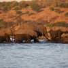 Elefanten, Chobe NP