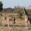 Giraffen, Khwai-Gebiet
