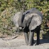 Elefant, Khwai-Gebiet