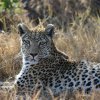Leopardin, Khwai-Gebiet