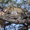Leopardin mit Baby und Riedbock, Khwai-Gebiet