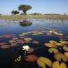 Seerosen, Okavango-Delta