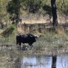 Büffel, Okavango-Delta