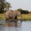 Elefant, Okavango-Delta