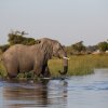 Elefant, Okavango-Delta