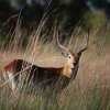 Rote Moorantilope, Okavango-Delta