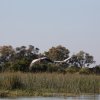 Klunkerkraniche, Okavango-Delta