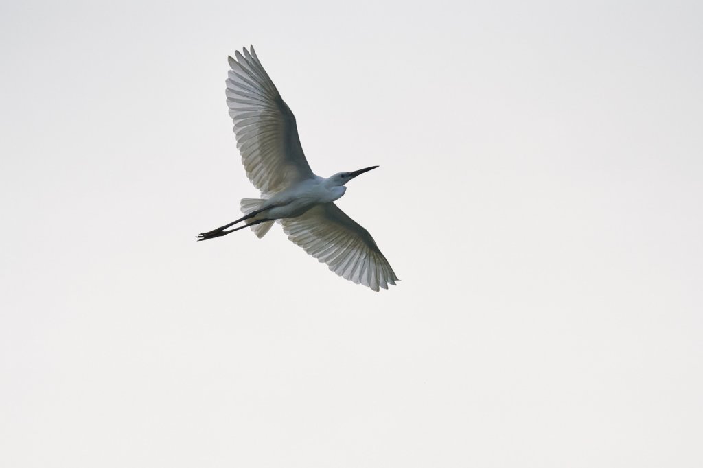 Reiher, Bang Lang Storchgarten