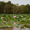 Lotosblumen, Vogelschutzgebiet Tra Su